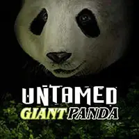 Untamed Giant Panda